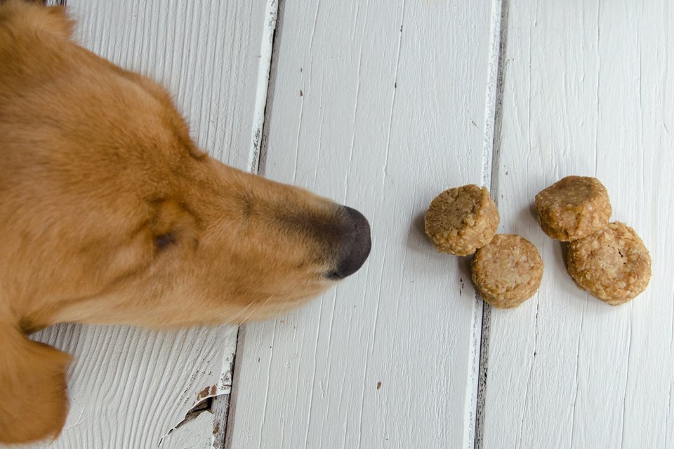 Loulou trying to sneak a treat.