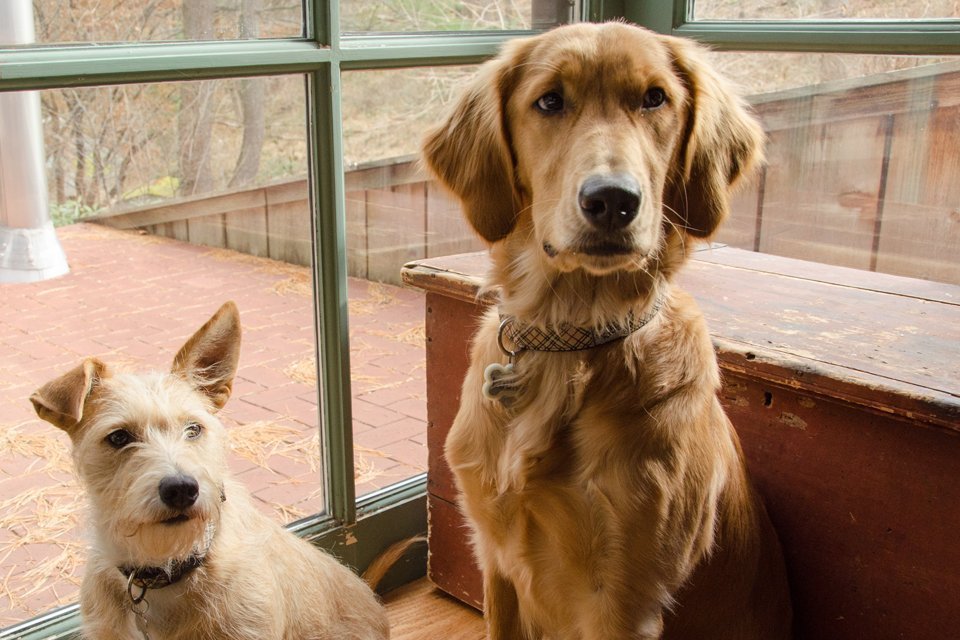 Hazel and Loulou waiting for Dog Treats