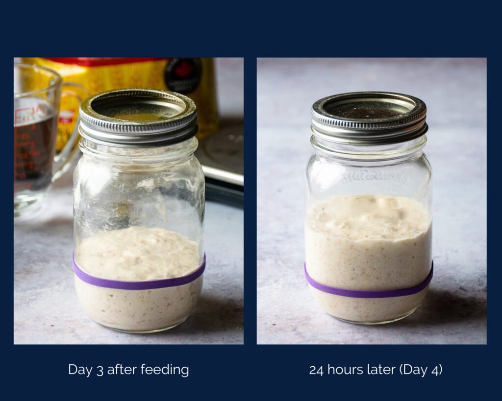 6 Tips for Feeding and Discarding Sourdough Starter » the